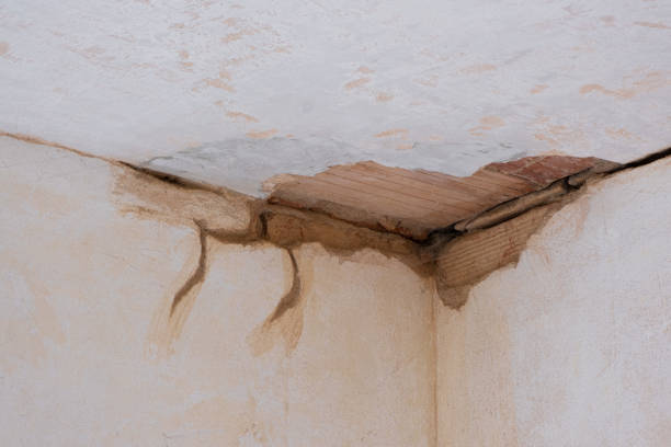 Best Professional water damage repair  in La Plata, NM